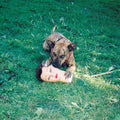 JOYCE MANOR   CODY - CD